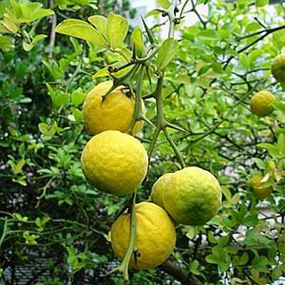 ����� ���� ����� ������� Citrus aurantium.j